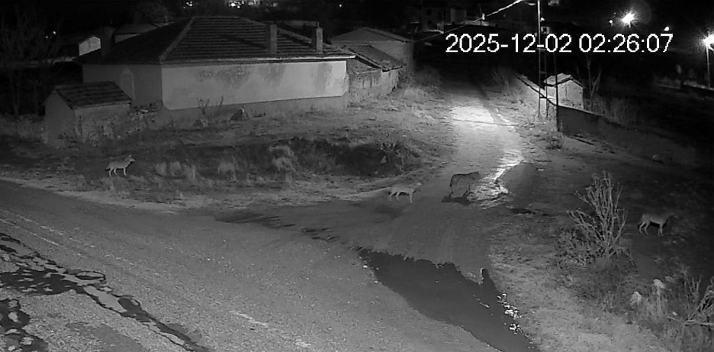 Yunak’ta Aç Kalan Kurt Sürüsü Mahalle Meydanına İndi